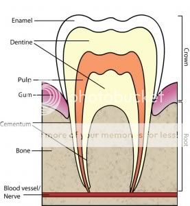regeneración dental tooth, regeneracion dental