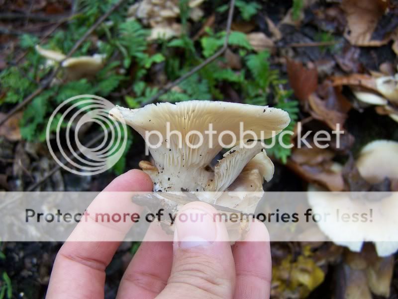 How do you know when to pick mushrooms? Mushroom Hunting and