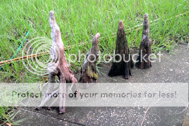 Cypress Knees Dendroboard