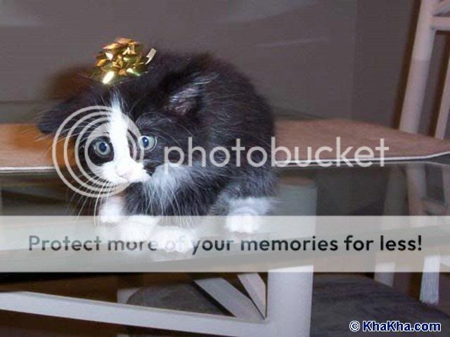 Hội những người sinh năm Mão ( tuổi Mèo vào nhanh)***