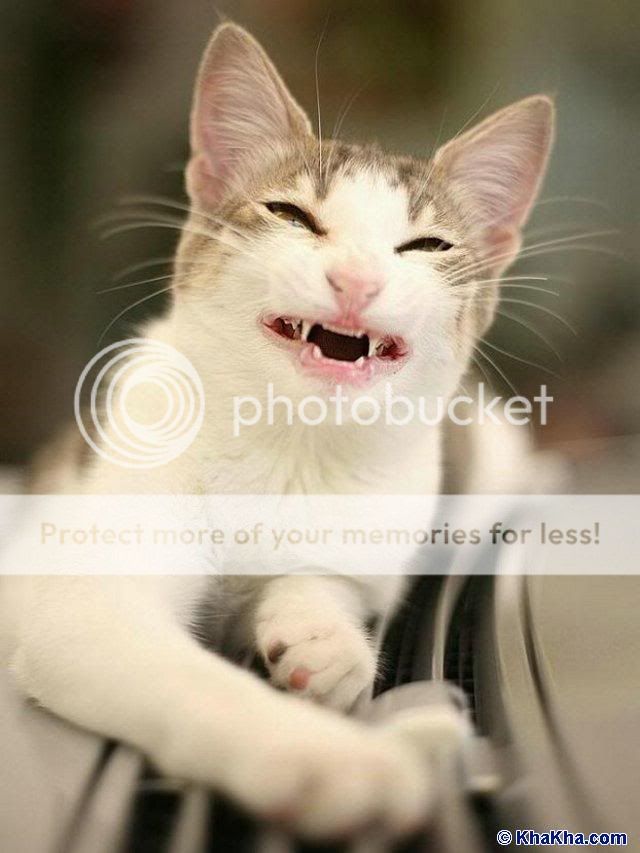 Hội những người sinh năm Mão ( tuổi Mèo vào nhanh)*** - 16