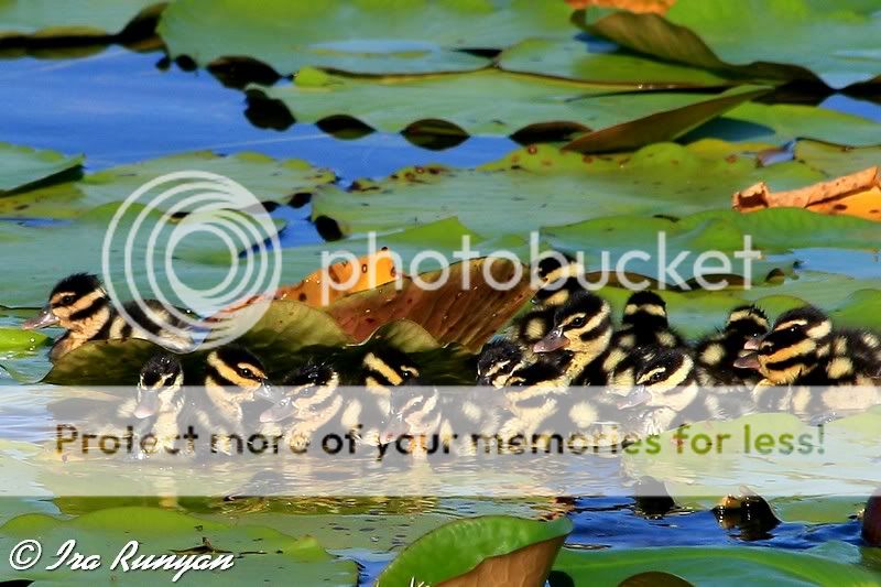 IMAGE: http://i587.photobucket.com/albums/ss319/irunyan/BBWDChicks_5340.jpg