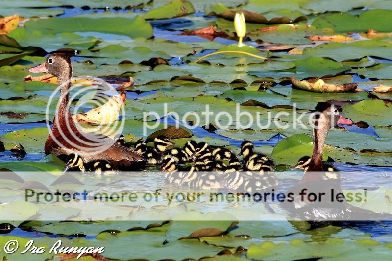 IMAGE: http://i587.photobucket.com/albums/ss319/irunyan/BBWDFamily_5335.jpg