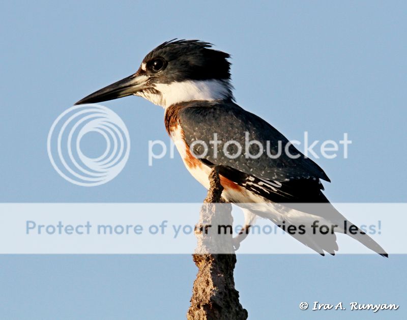 IMAGE: http://i587.photobucket.com/albums/ss319/irunyan/Wildlife%20002/Belted%20Kingfishe_029355.jpg