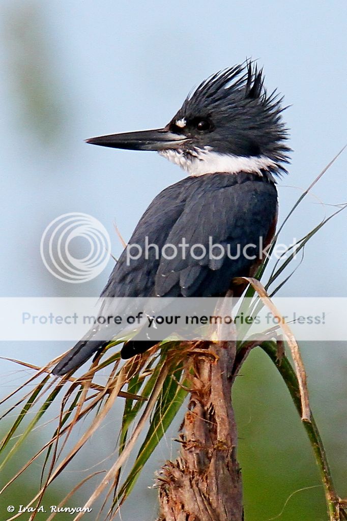 IMAGE: http://i587.photobucket.com/albums/ss319/irunyan/Wildlife%20002/Belted%20Kingfisher_027010.jpg