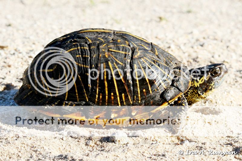 IMAGE: http://i587.photobucket.com/albums/ss319/irunyan/Wildlife%20002/Box%20Turtle_028795.jpg