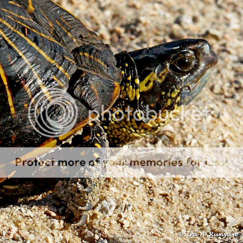 IMAGE: http://i587.photobucket.com/albums/ss319/irunyan/Wildlife%20002/Box%20Turtle_028803.jpg