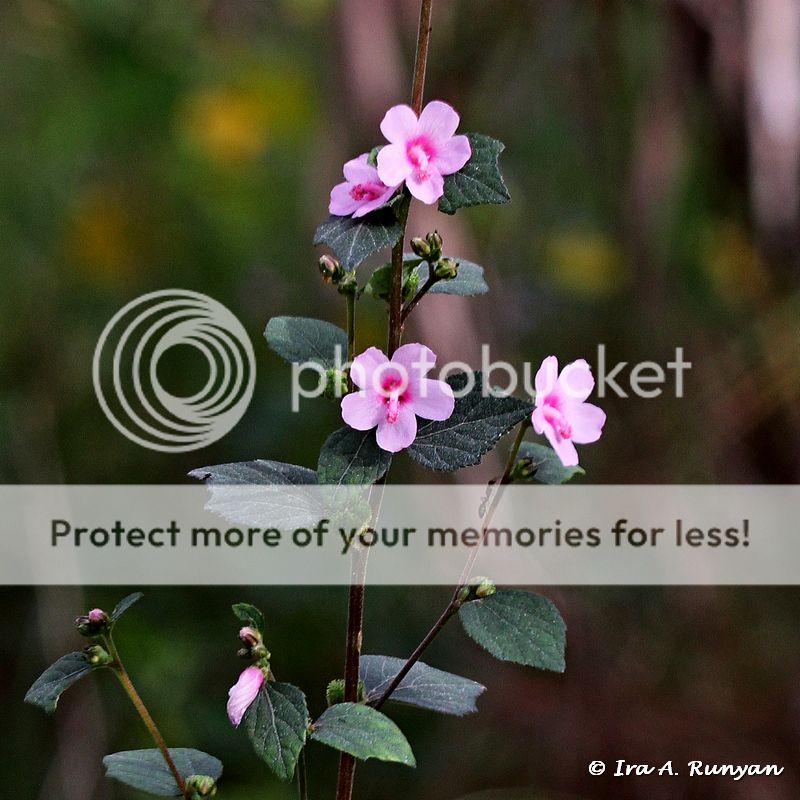 IMAGE: http://i587.photobucket.com/albums/ss319/irunyan/Wildlife%20002/Caesar%20Weed_028014.jpg