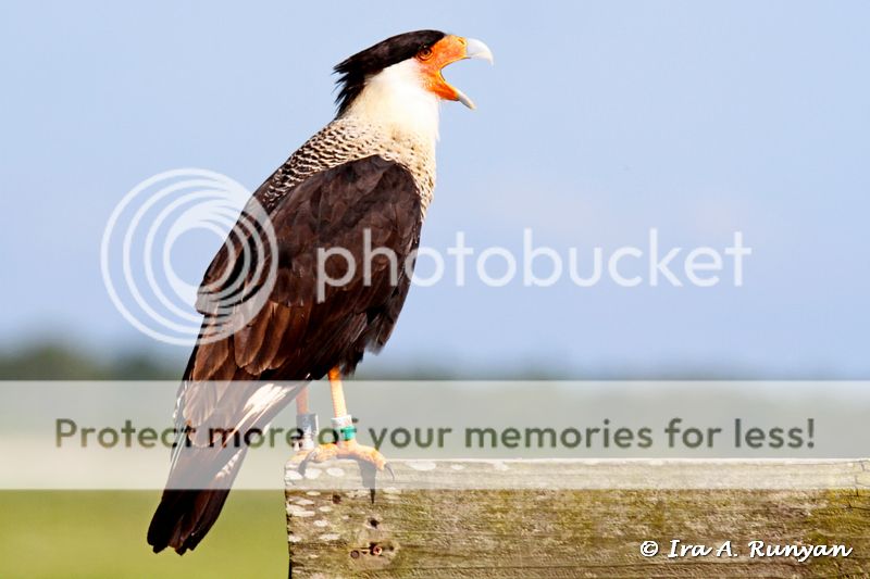 IMAGE: http://i587.photobucket.com/albums/ss319/irunyan/Wildlife%20002/Caracara%20-%20male_027452.jpg