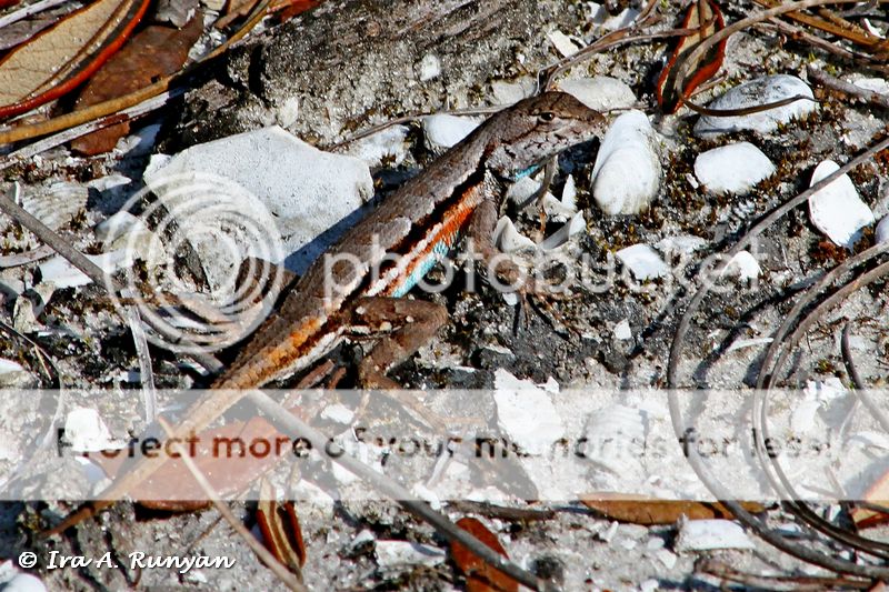 IMAGE: http://i587.photobucket.com/albums/ss319/irunyan/Wildlife%20002/Florida%20Scrub%20Lizard_025535.jpg