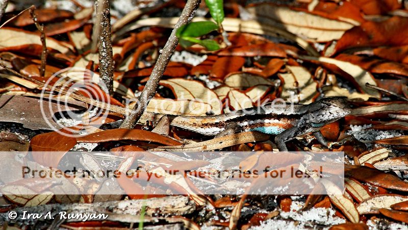 IMAGE: http://i587.photobucket.com/albums/ss319/irunyan/Wildlife%20002/Florida%20Scrub%20Lizard_025537.jpg