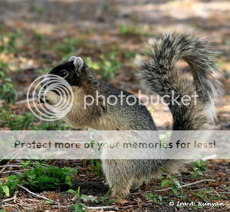 Black Squirrels Myrtle Beach Black Squirrels Myrtle Beach