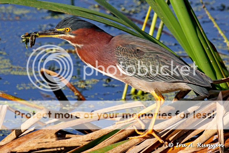 IMAGE: http://i587.photobucket.com/albums/ss319/irunyan/Wildlife%20002/Green%20Heron_030434.jpg