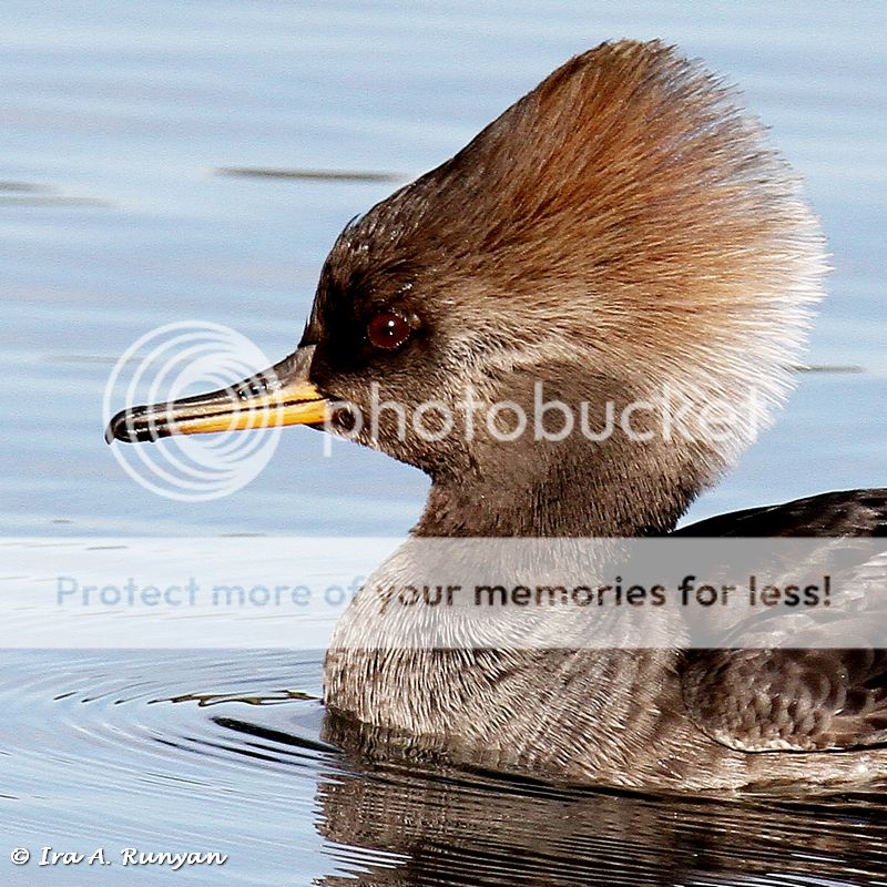 IMAGE: http://i587.photobucket.com/albums/ss319/irunyan/Wildlife%20002/Hooded%20Merganser_030198.jpg
