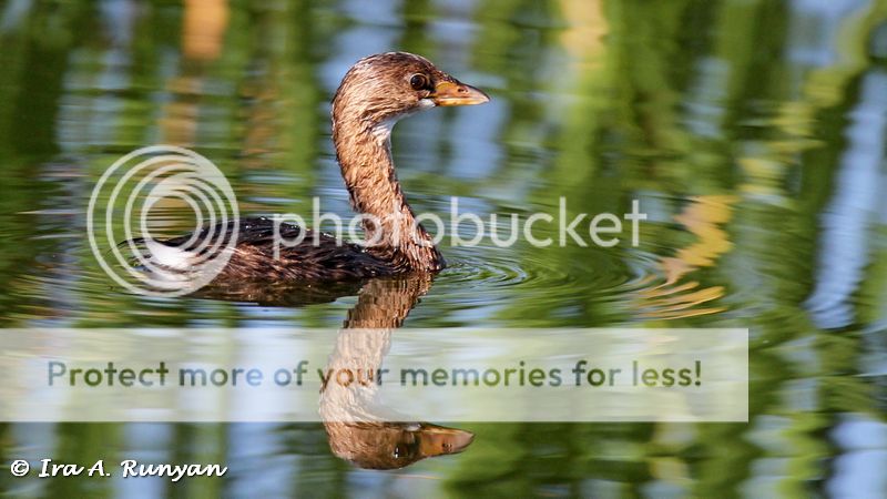 IMAGE: http://i587.photobucket.com/albums/ss319/irunyan/Wildlife%20002/Pied-billed%20Grebe_029755.jpg