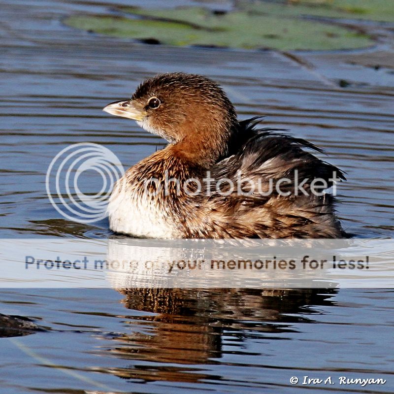 IMAGE: http://i587.photobucket.com/albums/ss319/irunyan/Wildlife%20002/Pied-billed%20Grebe_030545.jpg