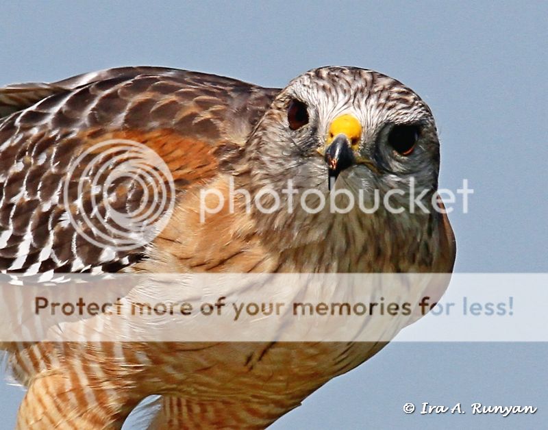 IMAGE: http://i587.photobucket.com/albums/ss319/irunyan/Wildlife%20002/Red%20Shouldered%20Hawk_027922.jpg