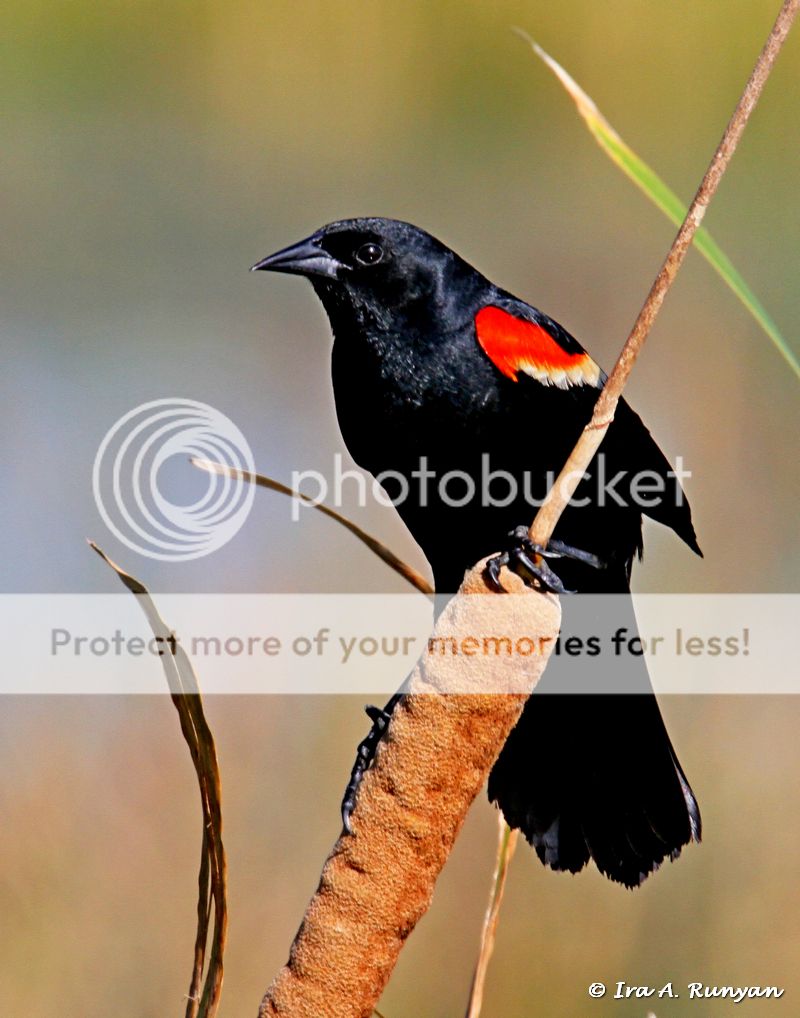 IMAGE: http://i587.photobucket.com/albums/ss319/irunyan/Wildlife%20002/Red%20Winged%20Blackbird_026400.jpg