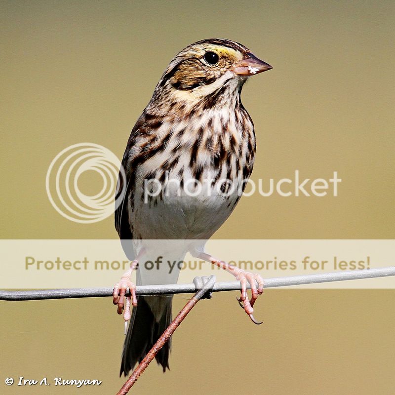 IMAGE: http://i587.photobucket.com/albums/ss319/irunyan/Wildlife%20002/Savannah%20Sparrow_029787.jpg