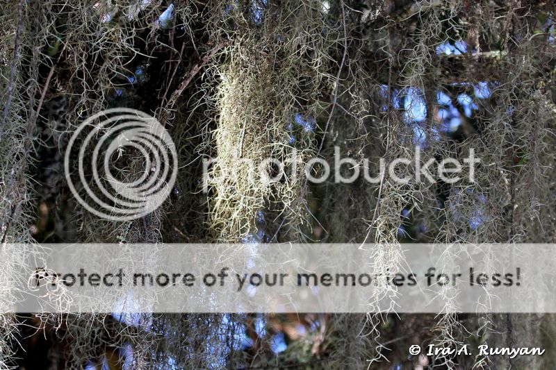 IMAGE: http://i587.photobucket.com/albums/ss319/irunyan/Wildlife%20002/Spanish%20Moss_029764.jpg