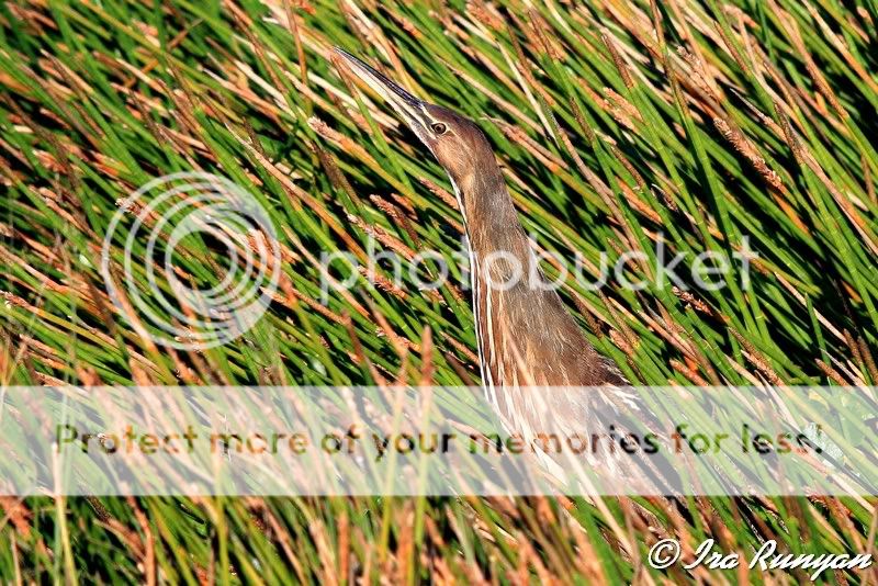 IMAGE: http://i587.photobucket.com/albums/ss319/irunyan/Wildlife/AmericanBittern_9837.jpg
