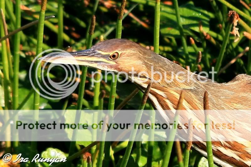 IMAGE: http://i587.photobucket.com/albums/ss319/irunyan/Wildlife/AmericanBittern_9899.jpg