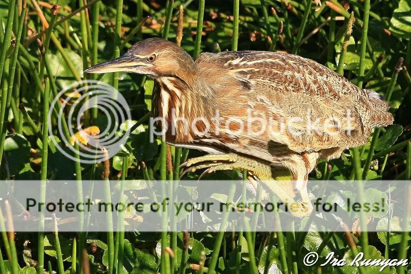 IMAGE: http://i587.photobucket.com/albums/ss319/irunyan/Wildlife/AmericanBittern_9904.jpg