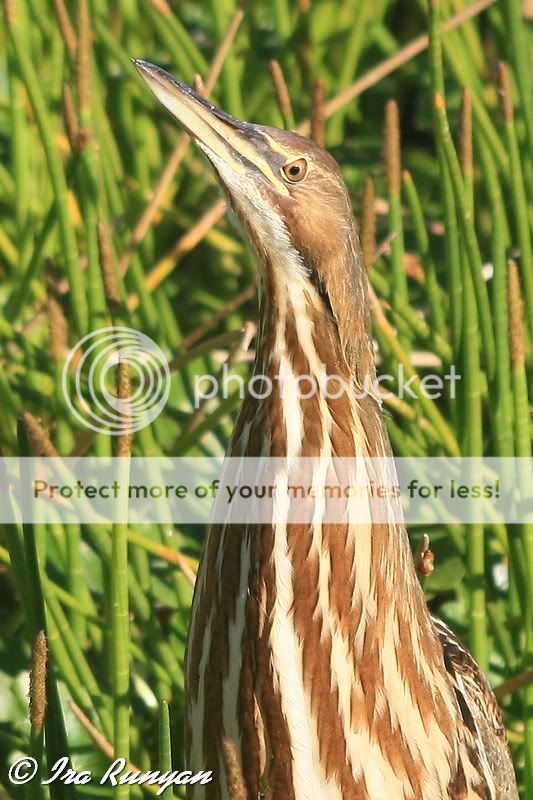 IMAGE: http://i587.photobucket.com/albums/ss319/irunyan/Wildlife/AmericanBittern_9911.jpg