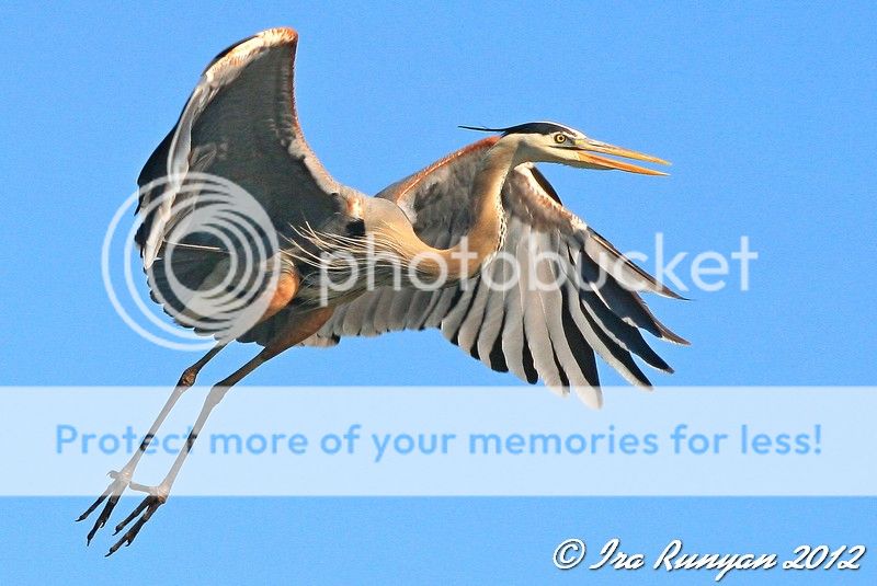 IMAGE: http://i587.photobucket.com/albums/ss319/irunyan/Wildlife/GBHinflight_4785.jpg