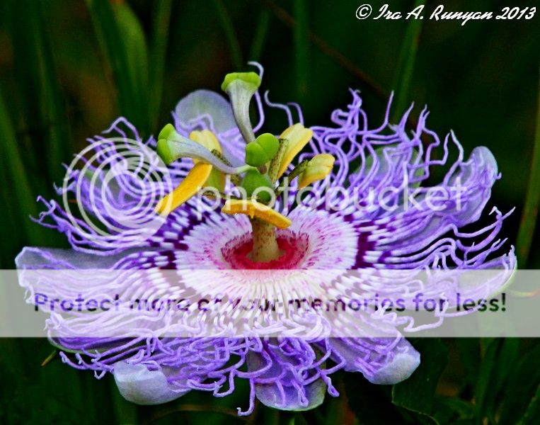 Passion Flower close up......... Florida Wildlife & Nature