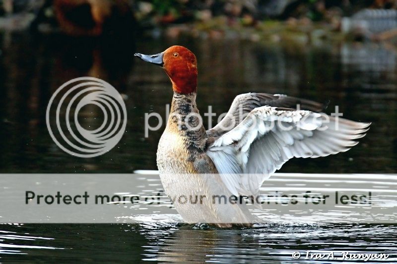 IMAGE: http://i587.photobucket.com/albums/ss319/irunyan/Wildlife/RedheadDuck_009627.jpg