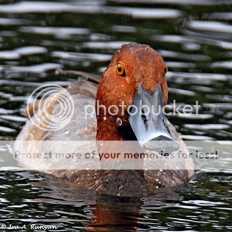 IMAGE: http://i587.photobucket.com/albums/ss319/irunyan/Wildlife/RedheadDuck_009824.jpg