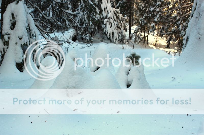  photo big_tree_kids_05_zps3f10d74a.jpg