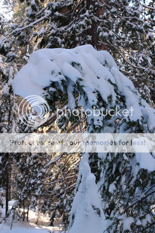  photo big_tree_kids_06_zps4a8cc022.jpg