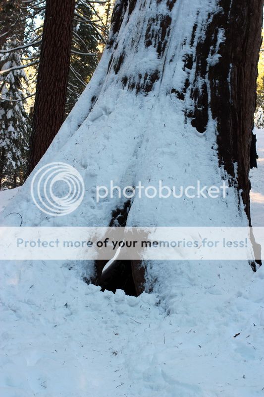  photo big_tree_kids_07_zps3748a16d.jpg