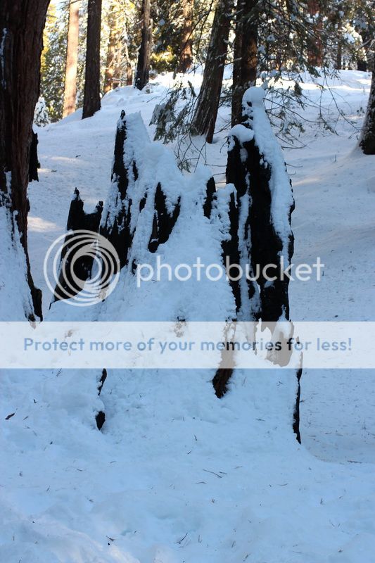  photo big_tree_kids_08_zps267c10ee.jpg