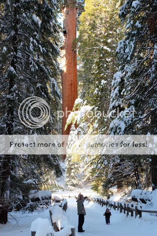  photo big_tree_kids_09_zps835a2cd2.jpg