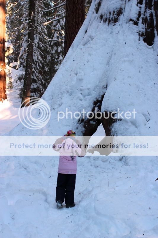  photo big_tree_kids_10_zpsc2f842e8.jpg