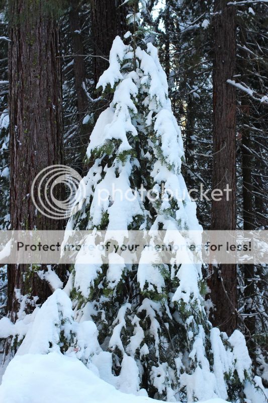  photo big_tree_kids_11_zps16099118.jpg