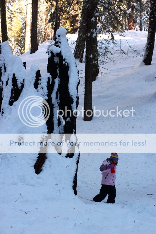  photo big_tree_kids_12_zps1ffe2533.jpg