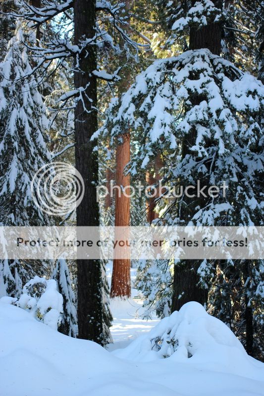  photo big_tree_kids_16_zpscb075ad2.jpg