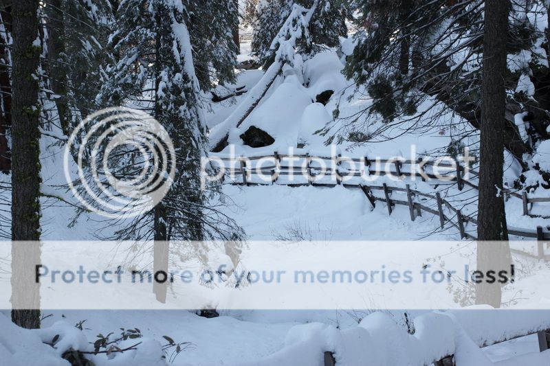  photo big_tree_kids_18_zps5c2a25a1.jpg