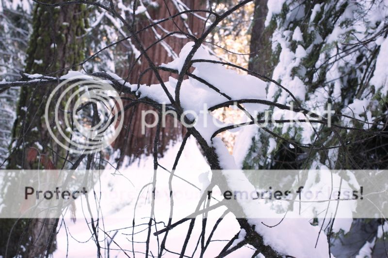  photo big_tree_kids_20_zps43e5bfa9.jpg