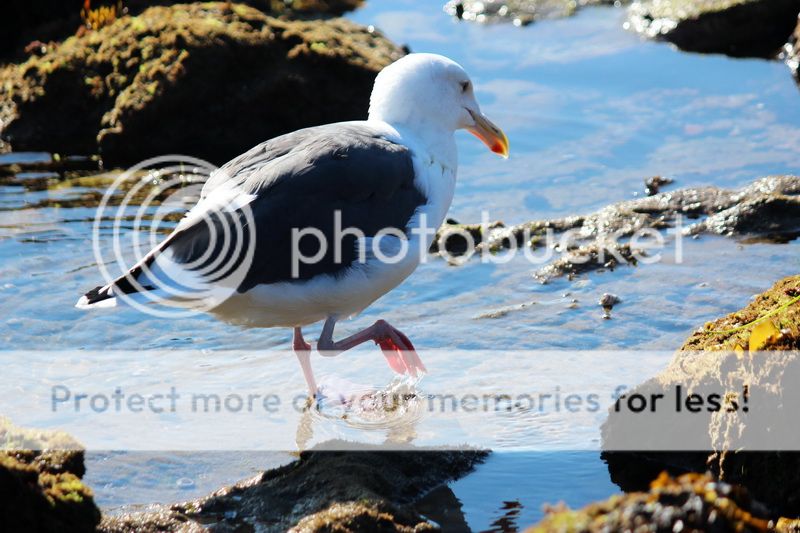 seagul