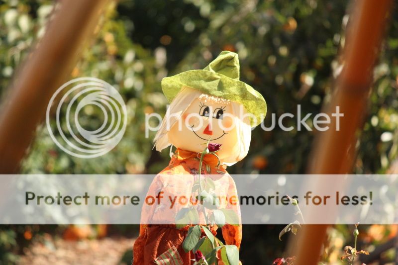  photo 2012_10_21_farm_65_zps52aa06f8.jpg