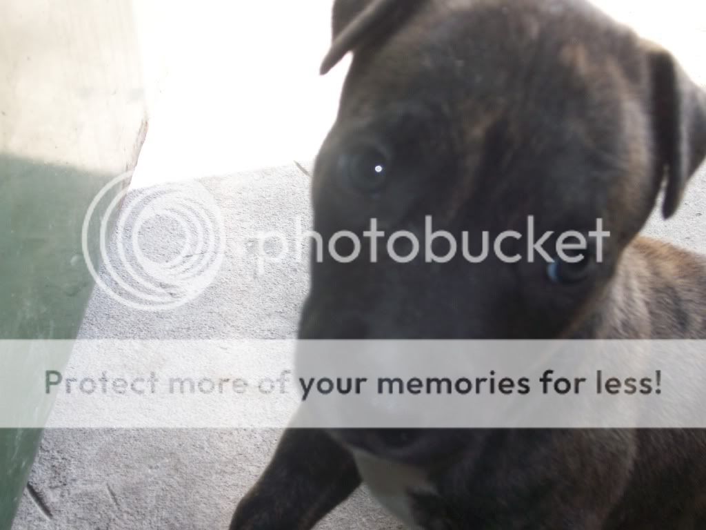 mi cachorro pitbull atigrado mes 1 a mes 5 mi cachorro pitbull atigrado mes 1 a mes 5