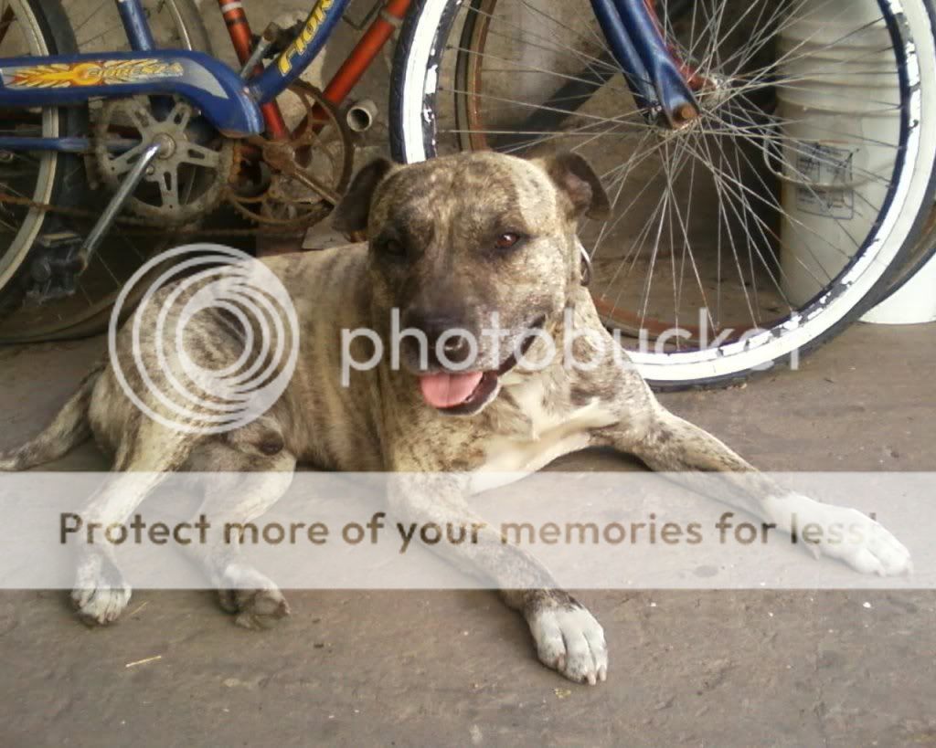 pitbull taringa pitbull taringa