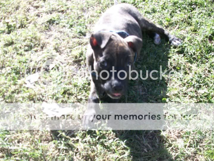 pitbull taringa pitbull taringa