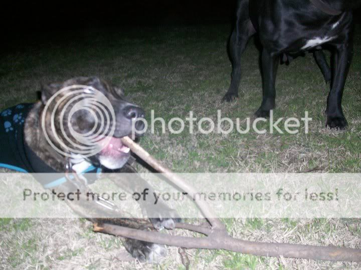 mi cachorro pitbull atigrado mes 1 a mes 5 mi cachorro pitbull atigrado mes 1 a mes 5
