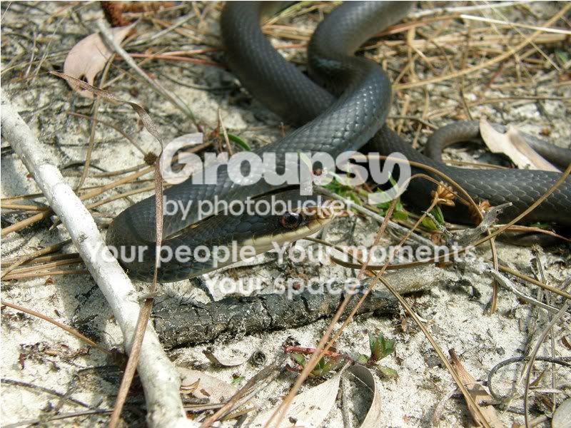 South Florida 3/25 - 4/03, 2011 - Field Herp Forum